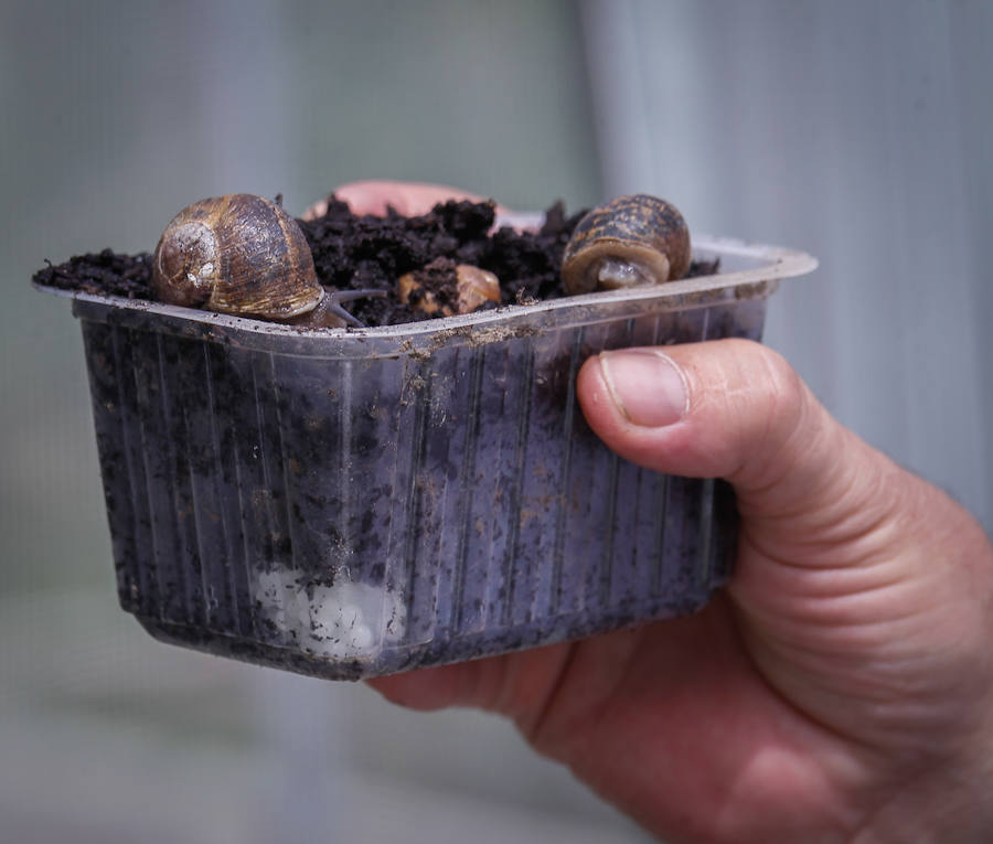 Una granja familiar en Cenes de la Vega produce este exclusivo manjar que se vende a 1.600 euros el kilo.