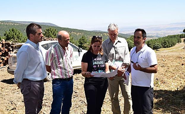 Combaten el cambio climático con regeneración en la masa forestal de Sierra Nevada