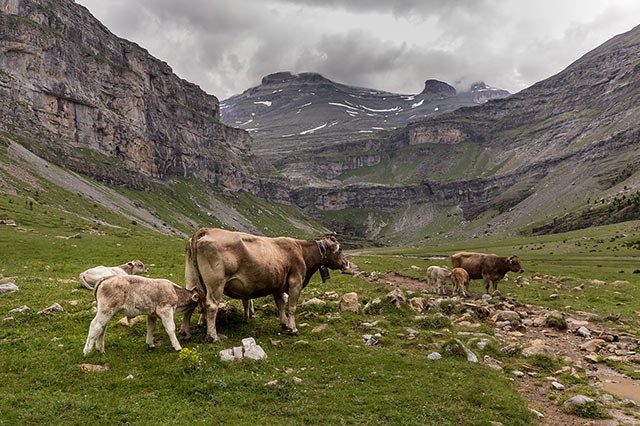 Vacas en Ordesa