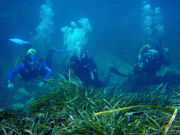 Los fondos de pradera de posidonia son uno de los atractivos marinos de Roquetas. 