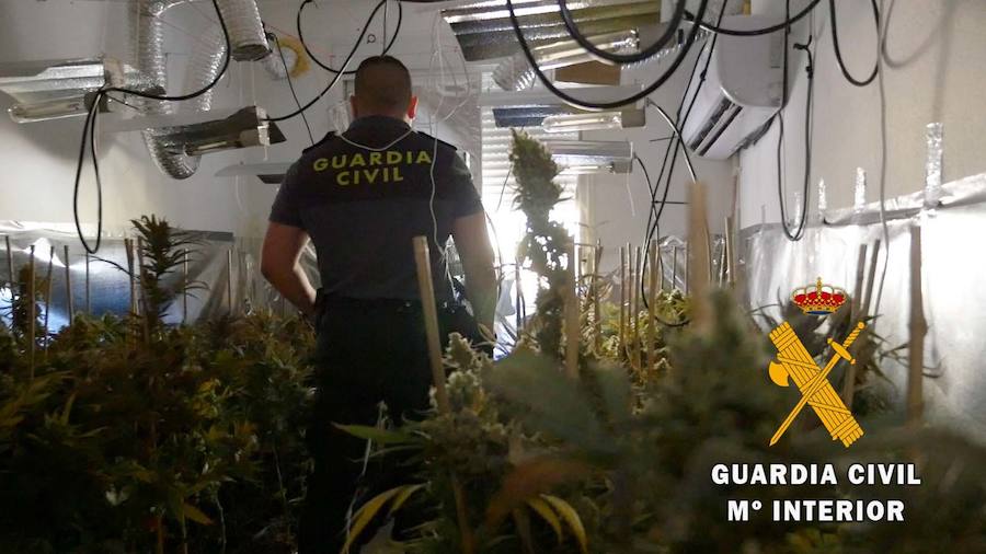 La Guardia Civil realizó entre enero y junio 56 actuaciones en un centenar de viviendas y cortijos donde se incautaron más de 24.000 kilogramos de plantas y se detuvo a 73 personas