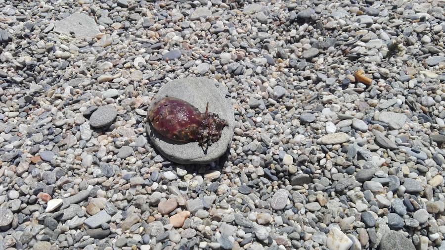 Nadie puede bañarse con tantos animales de este tipo en el agua