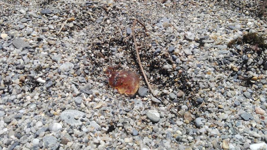 Nadie puede bañarse con tantos animales de este tipo en el agua