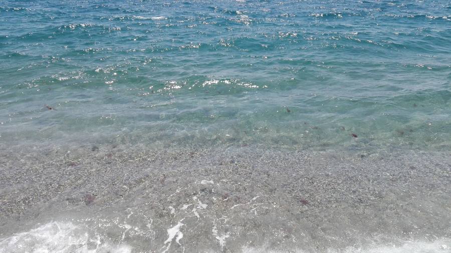 Nadie puede bañarse con tantos animales de este tipo en el agua