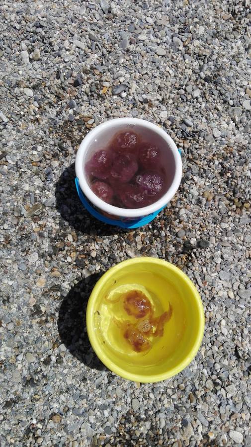 Nadie puede bañarse con tantos animales de este tipo en el agua