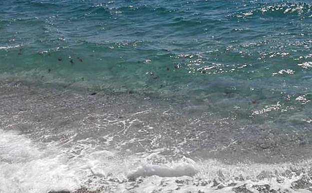 Las medusas invaden la orilla de las playas de Granada: nadie se atrave a bañarse