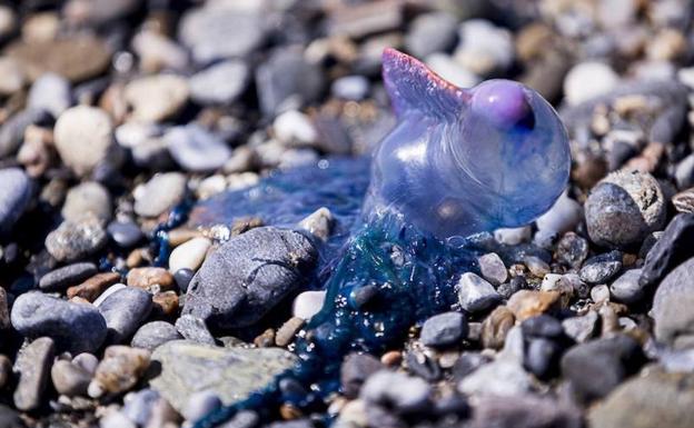 Una carabela portuguesa, Physalia physalis, en la playa de Motril.