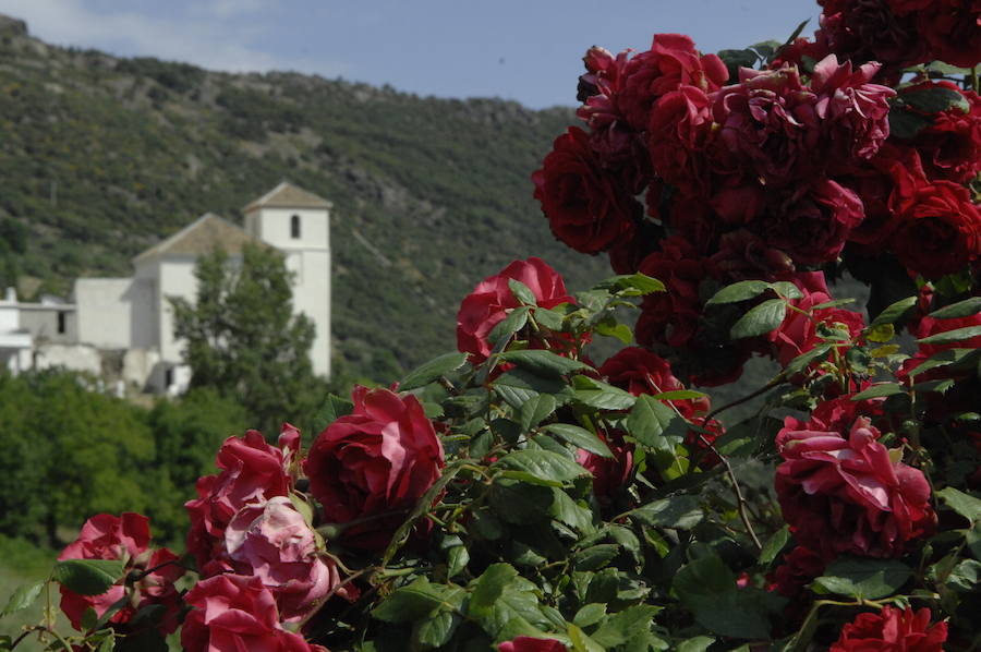 La Asociación 'Amigos de la Música' ha amenizado el festejo organizado por el sacerdote y colaborando el Ayuntamiento y los vecinos del municipio alpujarreño