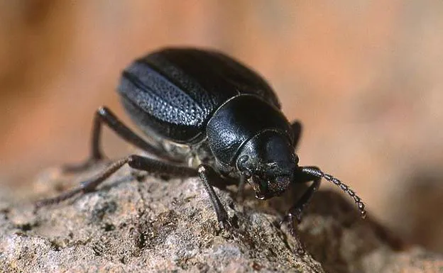 Rastrean la fascinante evolución de los escarabajos