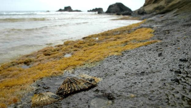 Lapas en el litoral de la isla de Alborán. 