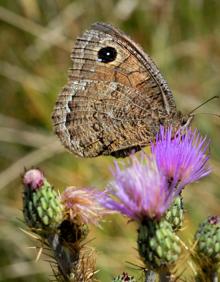 Imagen secundaria 2 - Euphydryas aurinia, Plebejus idas nevadensis, Satirus actaea