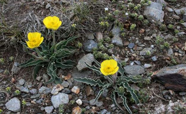 El botoncillo de la Ragua 