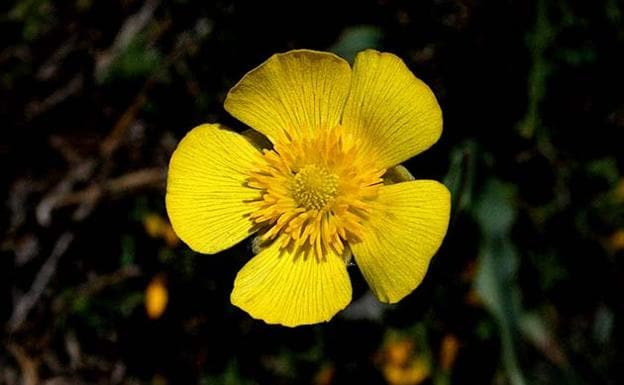 Flor de Ranunculus blupeuroides 