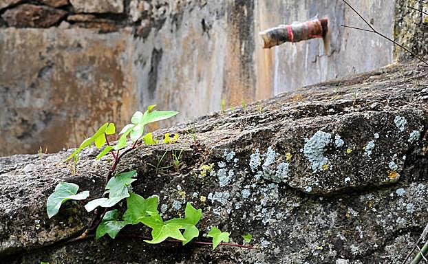 Las hiedras crecen en los viejos muros de las minillas 