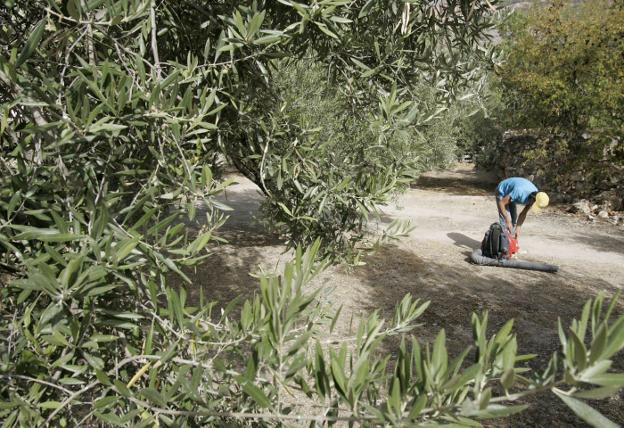 Un hombre trabajando en un olivar de la provincia. 