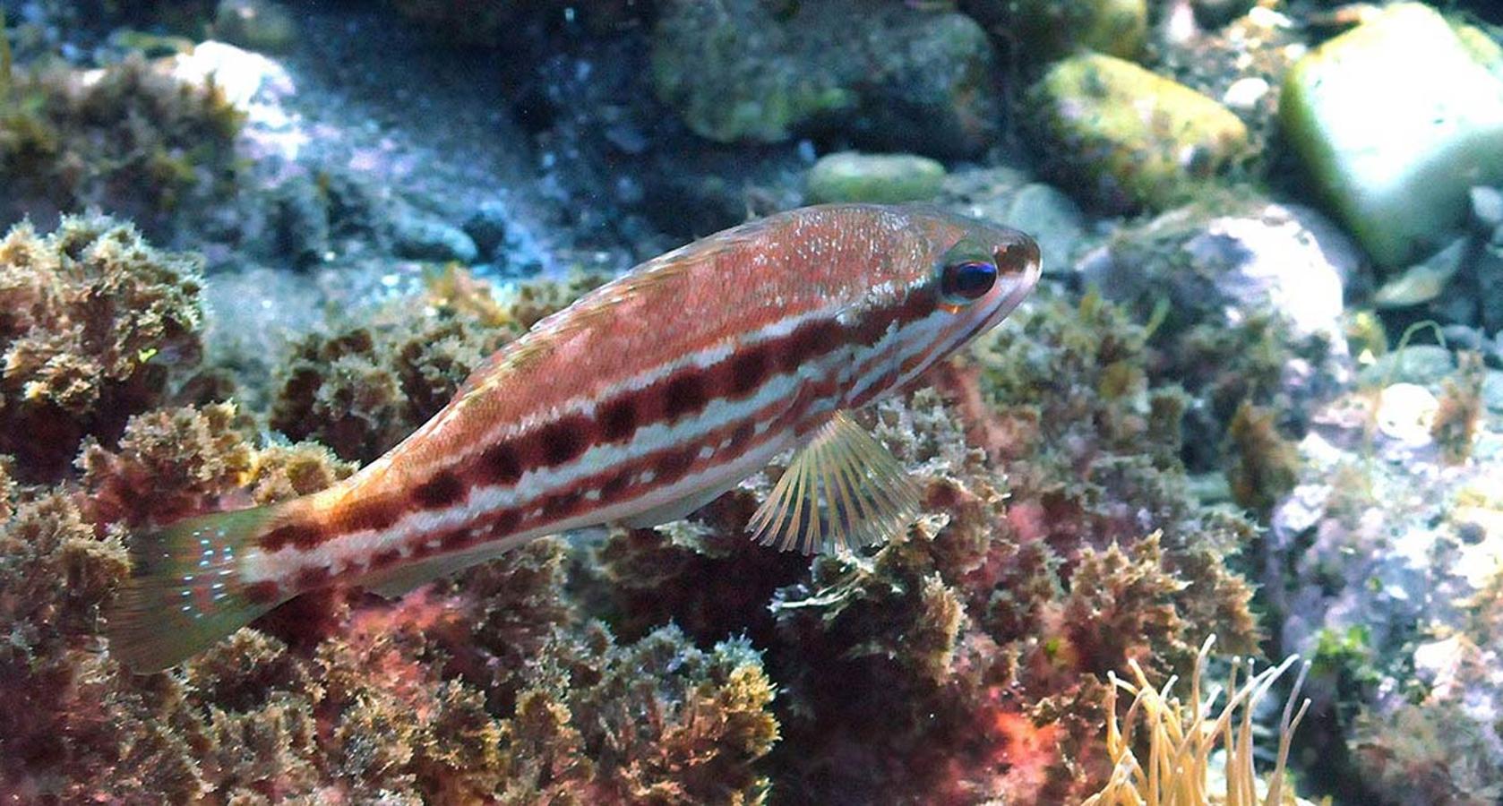 Vaquita. Serranus cabrilla. Es un pez habitual en zonas de transición entre rocas y arenas. 