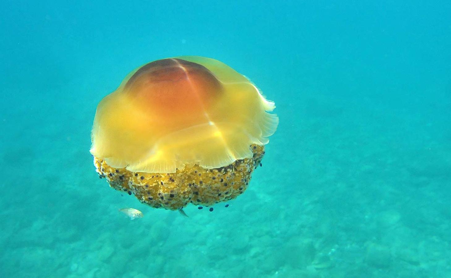 Una medusa de pececillos, Cotylorhiza tuberculata. Su toxicidad es mínima.
