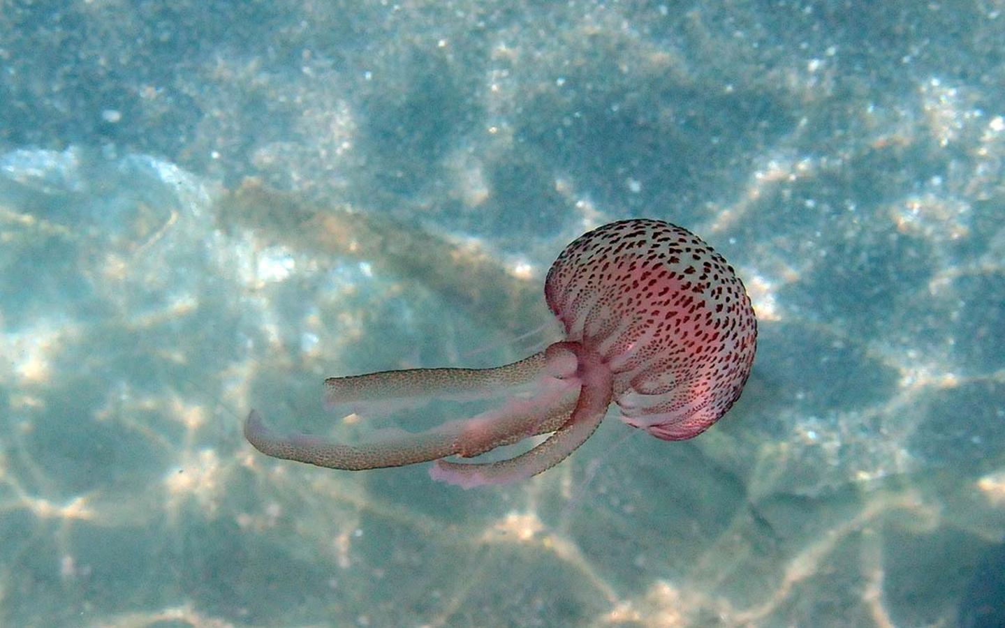Pelagia noctiluca, la medusa más habitual y tóxica en las playas del Mediterráneo
