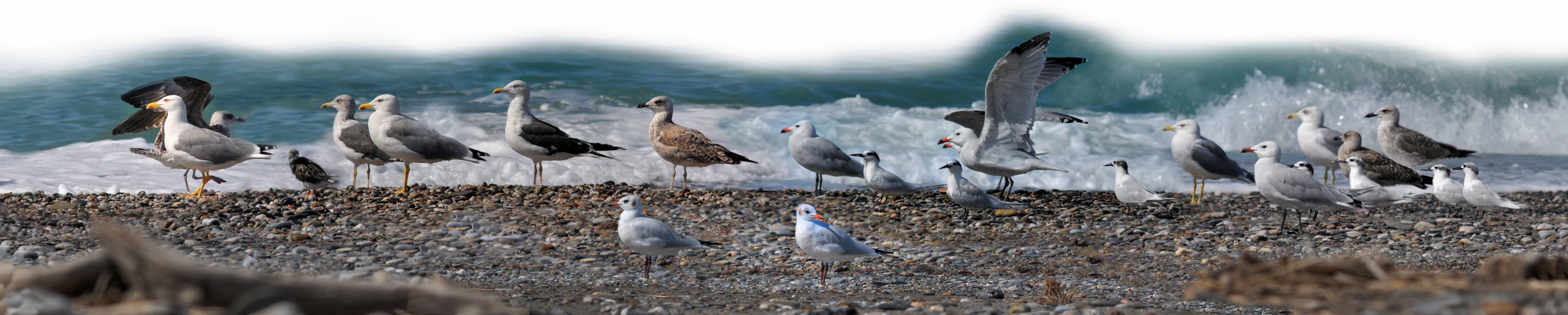 De izquierda a derecha: 1 y 2 Gaviota patiamarilla adulta; detrás, juvenil de gaviota sombría. 3: Vuelvepiedras (ave pequeña); 4 y 5: Dos gaviotas patiamarillas, Larus micahellis. 6: Gaviota sombría, Larus fuscus. 7: gaviota pequeña, gaviota reidora. 8: Gaviota de Audouín, adulto. 9 y 10: dos aves pequeñas, charranes patinegros. 11: pareja de gaviota de Adouín. 12 y 13: Grupo de charrán patinegro, Thalasseus sandvicensis. Aunque vuelan en pequeños grupos, en las playas se unen a bandos de gaviotas.