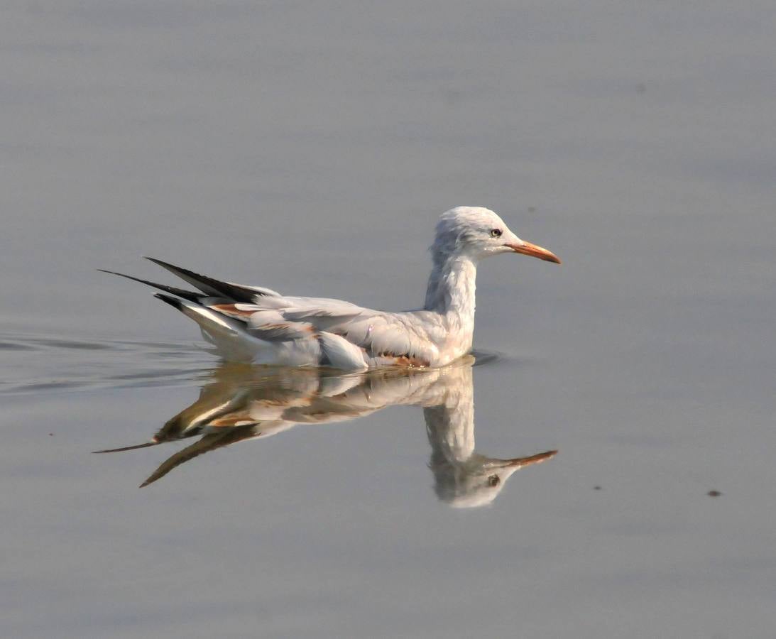 Gaviota picofina, gusta de aguas tranquilas