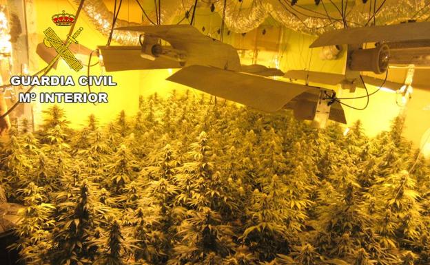 La Guardia Civil interviene 10.275 plantas de marihuana en julio en la provincia de Granada