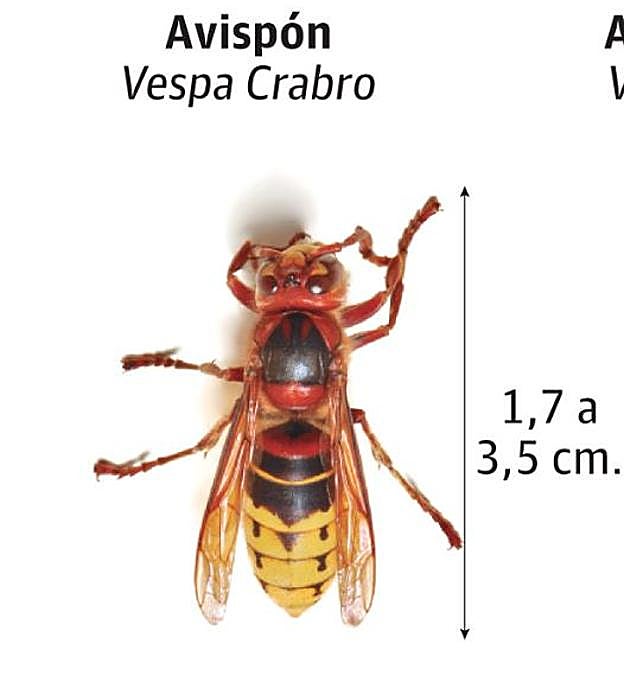 El avispón hallado en Cenes de la Vega no es asiático sino gallego