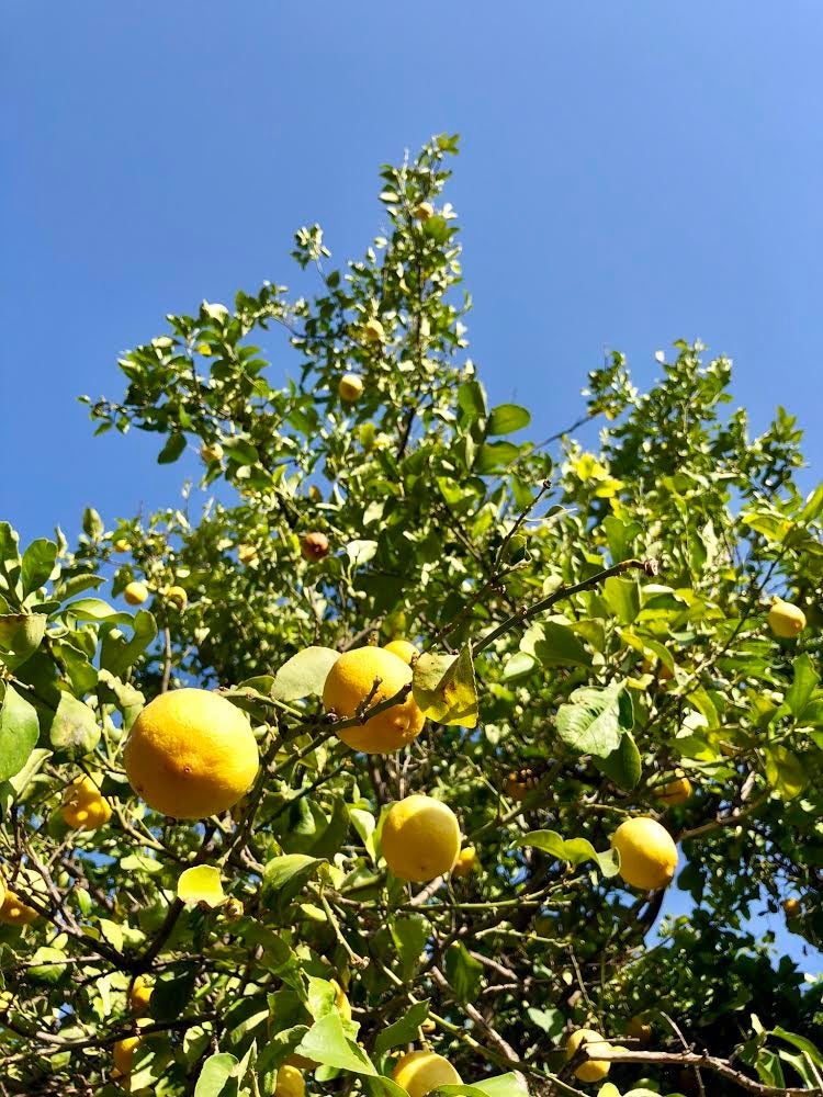 La Autovía de la Costa Tropical es una de las mejores cosas que nos han pasado a los granadinos, pero su rápido trazado conlleva un efecto colateral: olvidar que las carreteras secundarias también existen. Por ejemplo, las que nos conducen al Valle de Lecrín, una de las comarcas más exuberantes de Granada