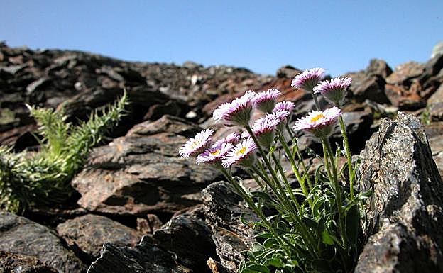 Erigeron frigidus, crece en paredes y rocas a más de 3.000 metros de altitud