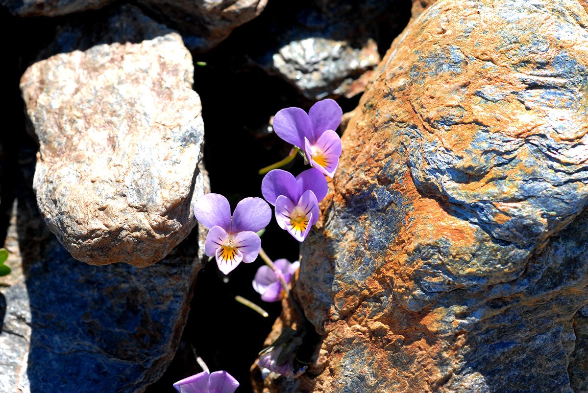 Viloleta de Sierra Nevada, Viola crassiuscula