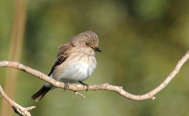 Muscicapa striata, papamoscas gris