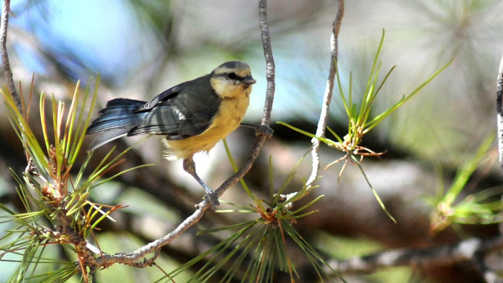 Herrerillo Cyanistes caeruleus: aumenta sus poblaciones en masas forestales.