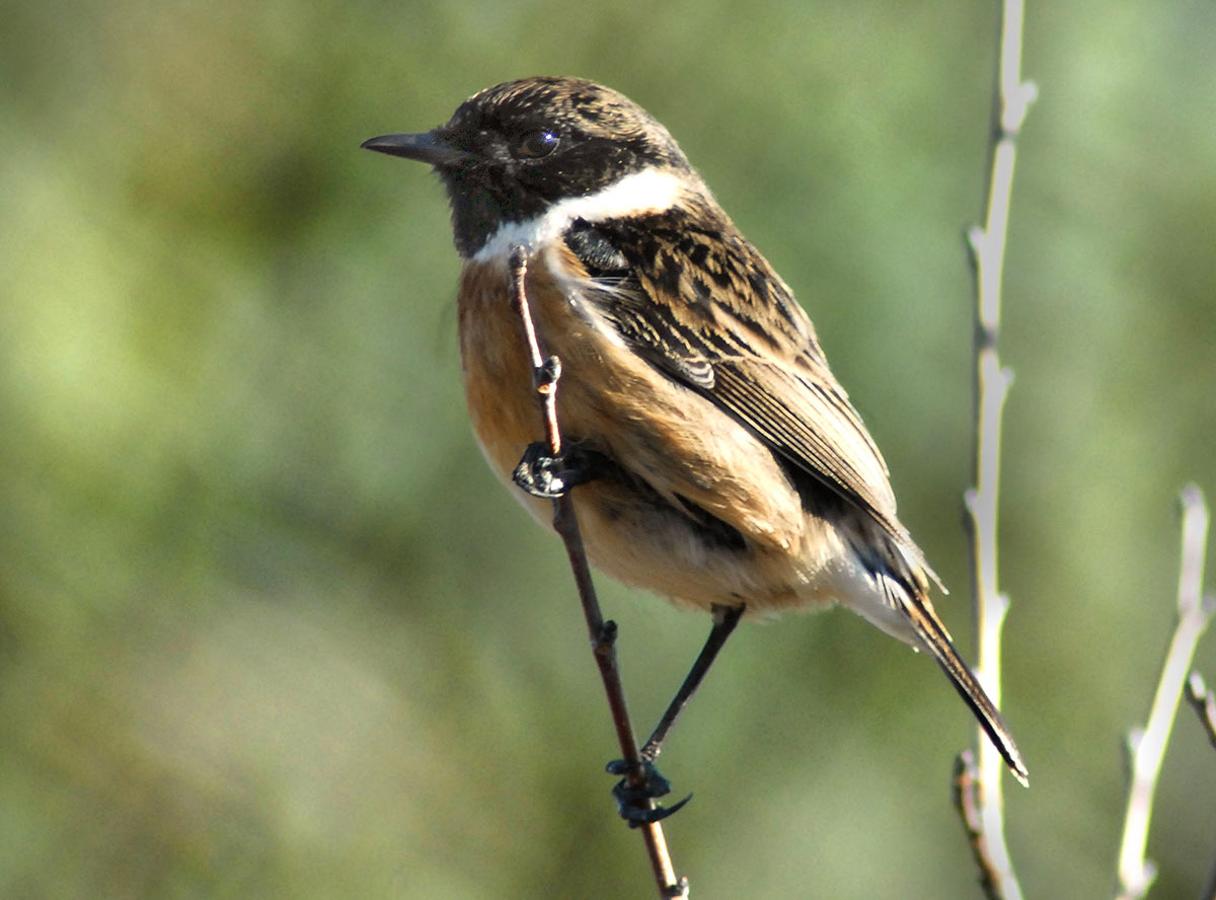 El cambio global modifica hábitos y distribución de la avifauna de Sierra Nevada