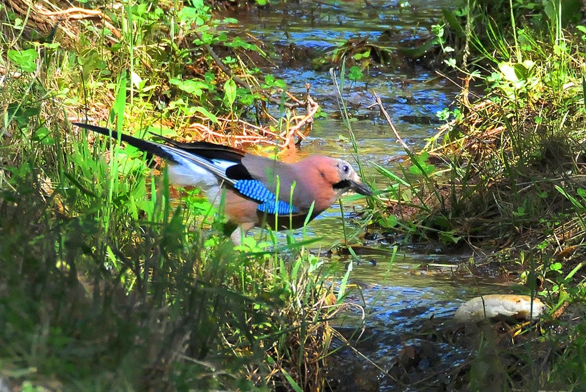 Arrendajo. Garrulus glandarius: Experimenta un crecimiento en zonas de bosque de robles, donde realiza una gran labor de dispersión de semillas.