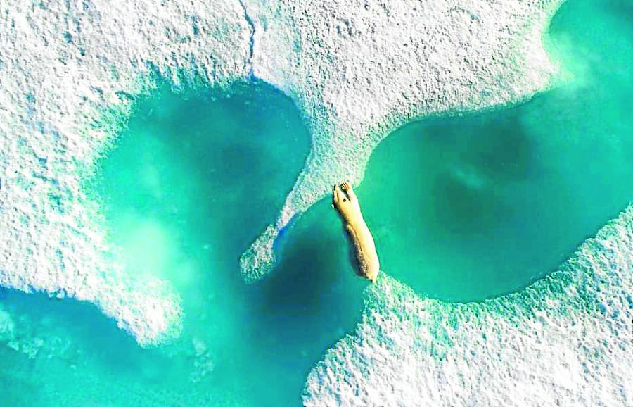 Un oso polar salta entre dos placas de hielo en el norte de Canadá. Ganadora absoluta del certamen.