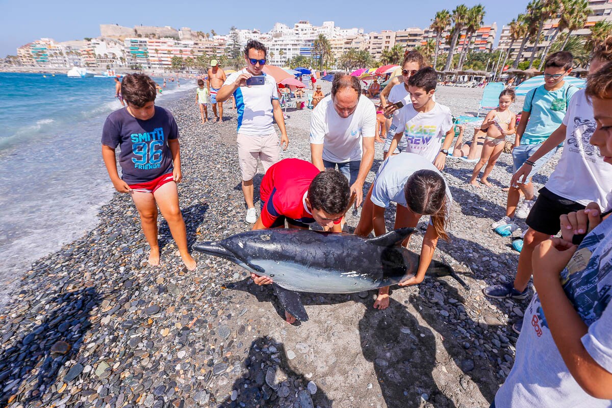 Los niños de Almuñécar descubren con el Aula del Mar de Málaga los fondos marinos y aprenden a socorrer a los delfines