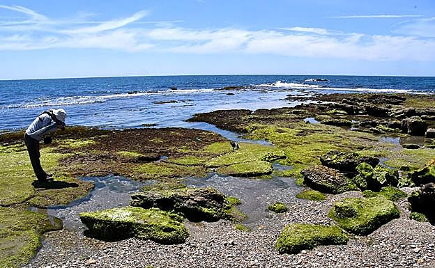 Las mareas inundan espacios junto a los rompientes, que aprovechan especies de aguas someras
