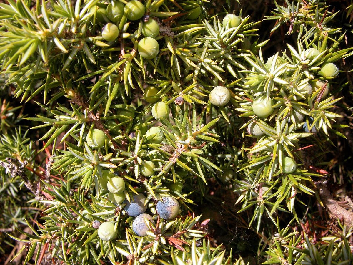 Frutos de enebro, Juniperus communis. Tras los últimos árboles, el matorral nevadense marca la frontera de la alta montaña. En el collado de la Sabina las sendas se abren paso a través de las últimas laderas calizas para entrar en el dominio de las pizarras