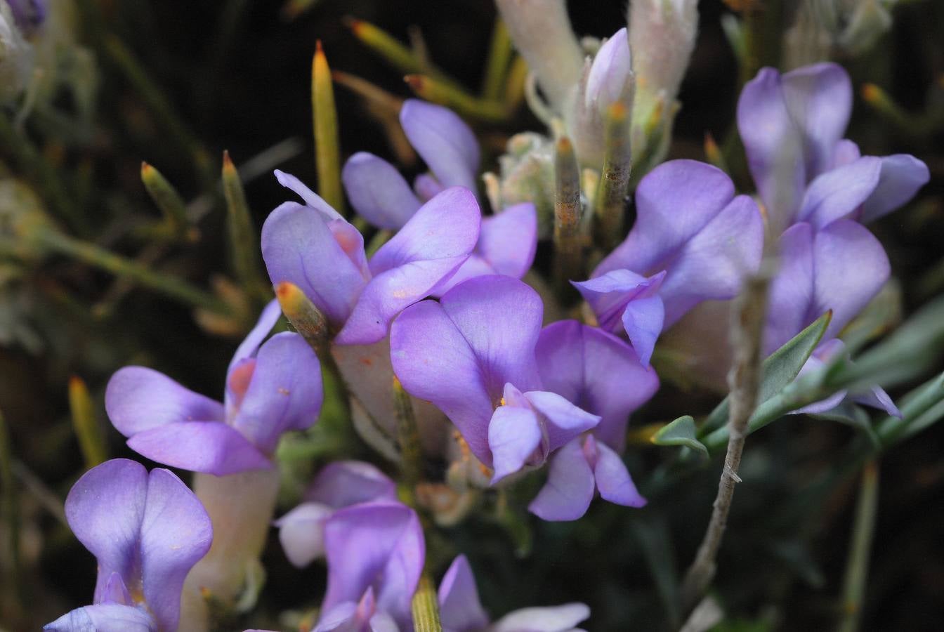 Piorno azul, Erinacea anthylles. Tras los últimos árboles, el matorral nevadense marca la frontera de la alta montaña. En el collado de la Sabina las sendas se abren paso a través de las últimas laderas calizas para entrar en el dominio de las pizarras