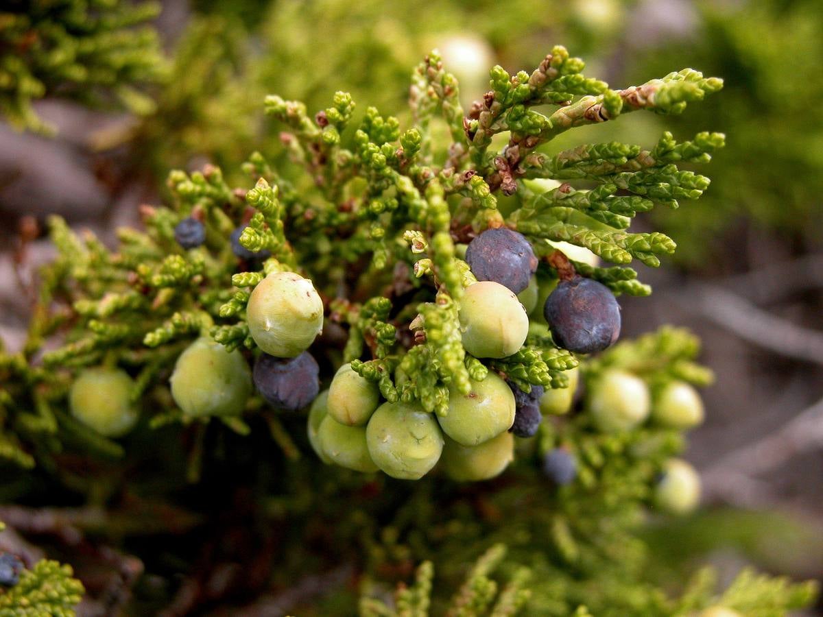 Frutos de sabina. Tras los últimos árboles, el matorral nevadense marca la frontera de la alta montaña. En el collado de la Sabina las sendas se abren paso a través de las últimas laderas calizas para entrar en el dominio de las pizarras