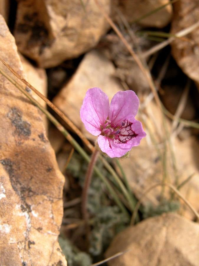 Flor de agujas de Sierra Nevada, Eoridum daucoides. Tras los últimos árboles, el matorral nevadense marca la frontera de la alta montaña. En el collado de la Sabina las sendas se abren paso a través de las últimas laderas calizas para entrar en el dominio de las pizarras
