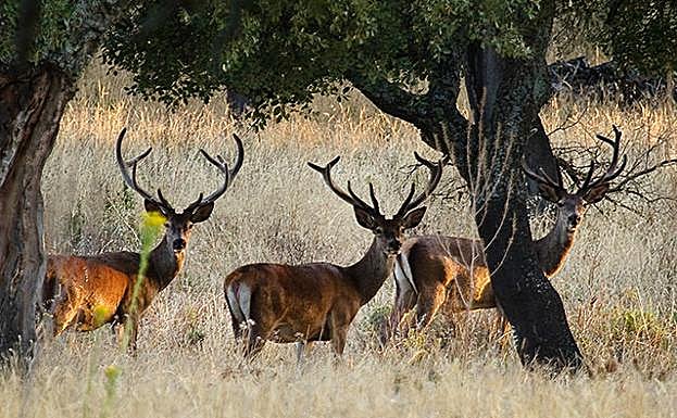 Ciervos en la provincia de Jaén J. ANDALUCÍA