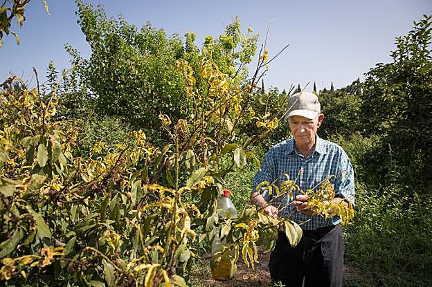 Melocotonero seco por una plaga de piojos en una huerta de la Vega de Granada situada en el camino del Cañaveral.