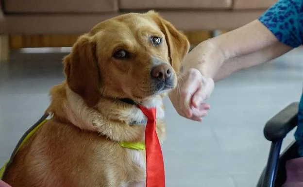 Granada busca familias adoptivas para 80 mascotas con una feria