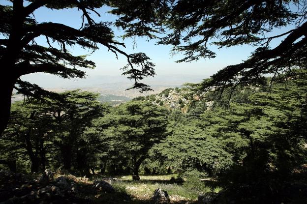 Imagen tomada hace diez años en un vigoroso bosque de cedros en una reserva natural en Baruk, al sudeste de Beirut. Hoy la mayoría de esos árboles están afectados por las plagas y el cambio climático.