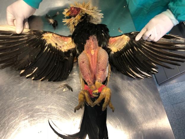Uno de los gallos muertos es sometido a la necropsia donde se certificó que murió tras su participación en un combate.