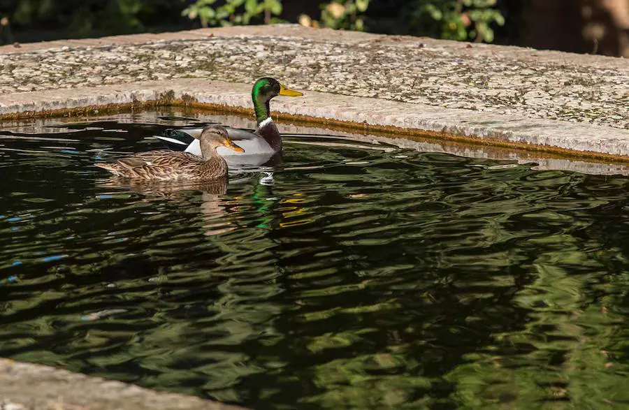 El zorro visto hace unos días en el monumento nazarí no es su único inquilino: gatos, ardillas, búhos, ranas o culebras son algunos de los animales que habitan en la Alhambra