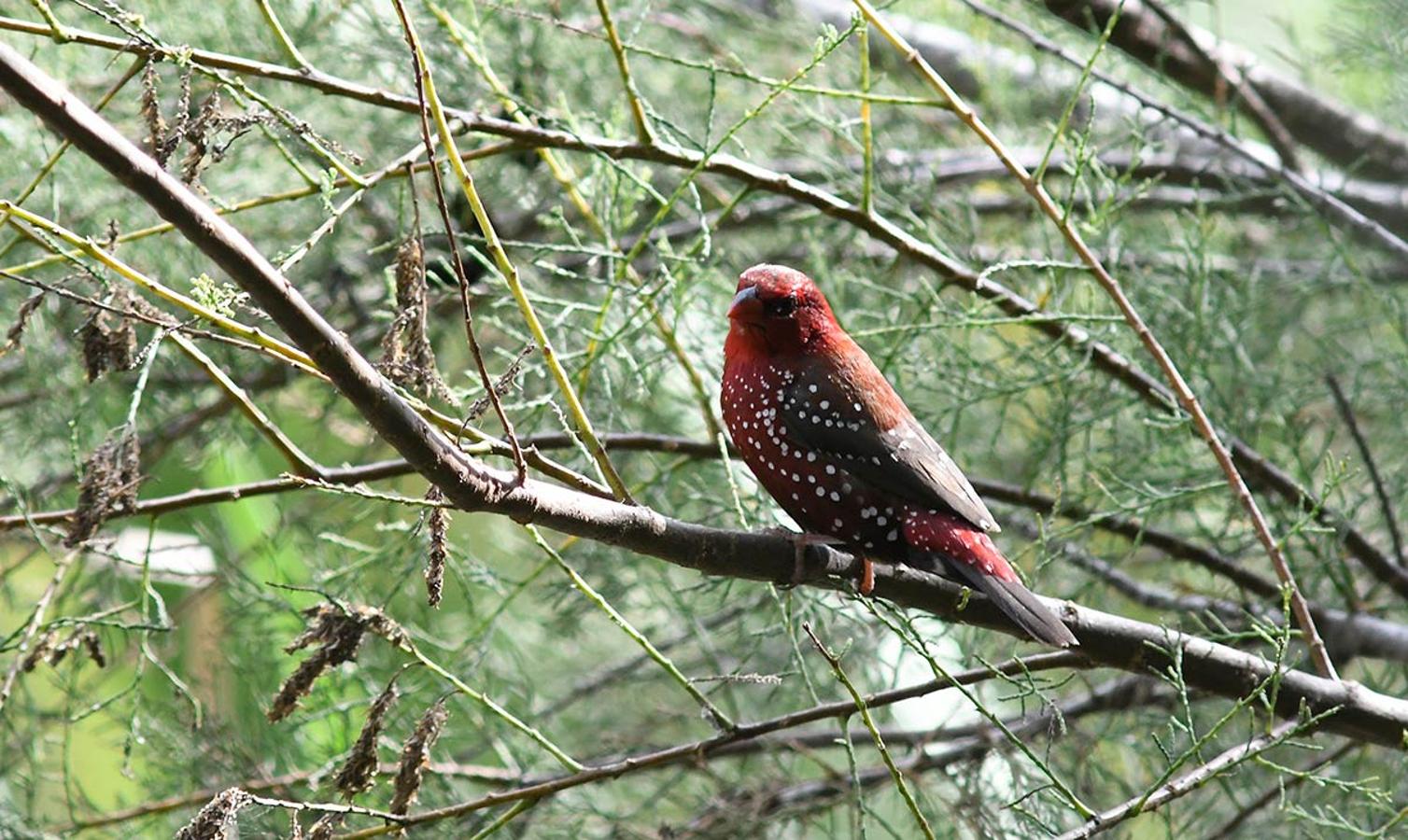 Bengalí rojo, un ave exótica naturalizada en la costa de Motril. Foto realizada en la Charca de Suárez