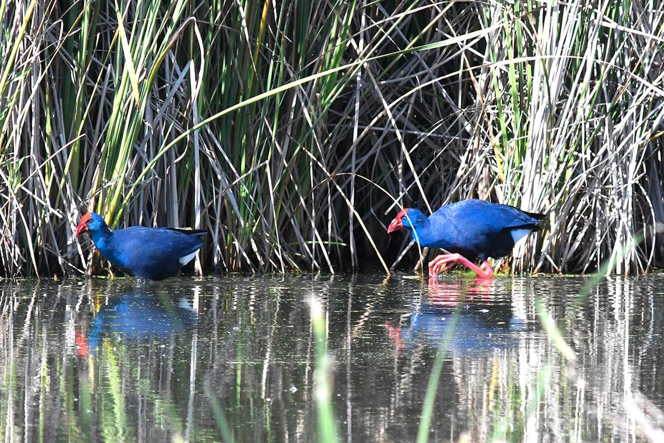 Una pareja de calamón, la gallina púrpura, en la Charca de Suárez, una especie en peligro de extinción.