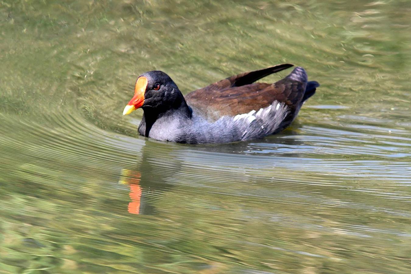 Gallineta, en la Charca de Suárez