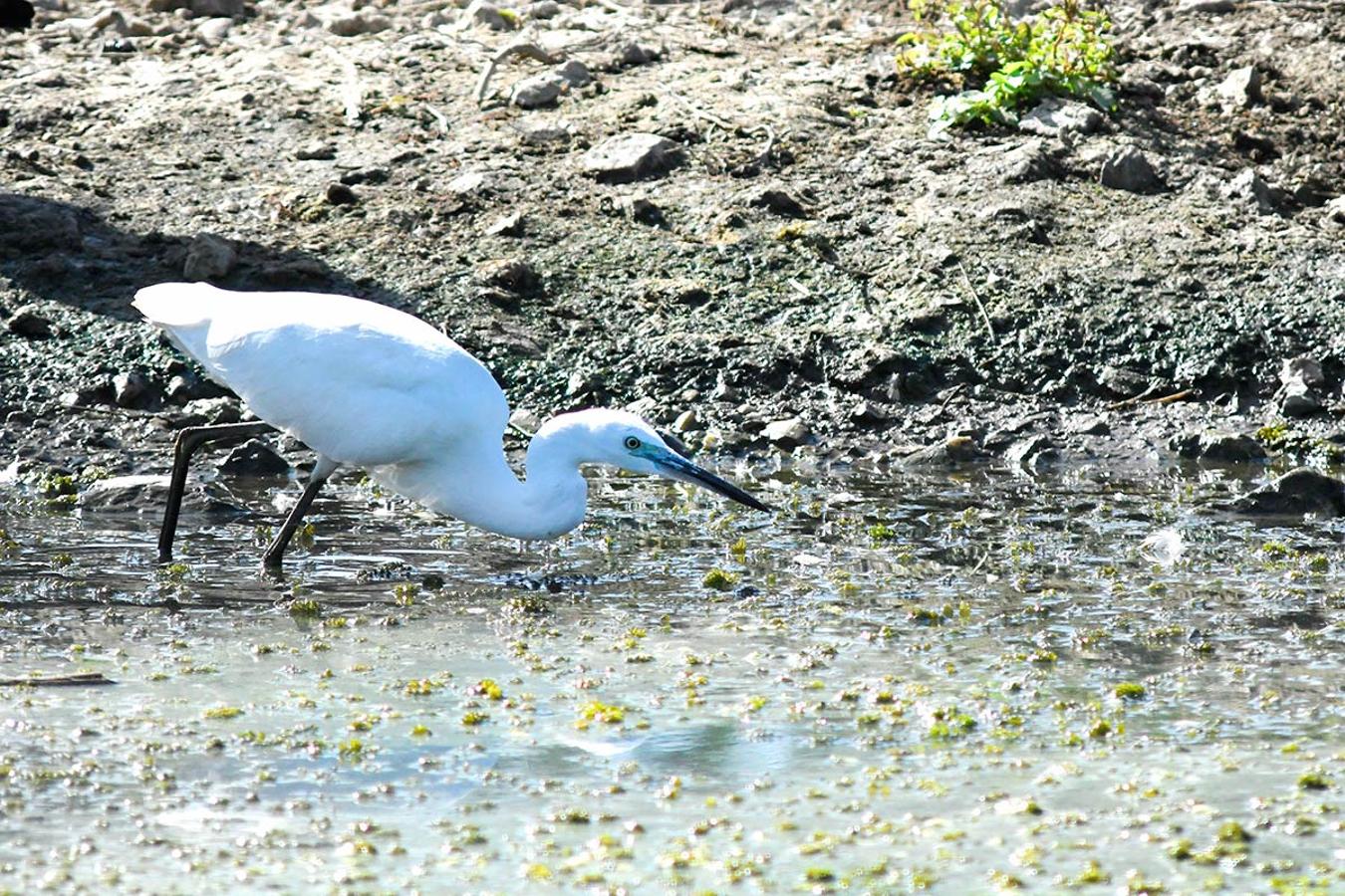 Garceta, Egretta garcetta, caza en las aguas de la laguna pruncipal de la Charca de Suárez